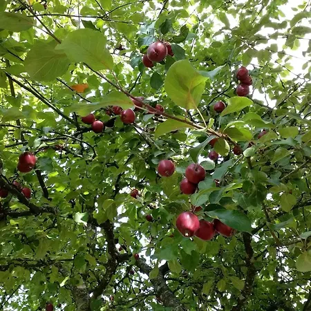 Hébergement de vacances 5 Person In Saeby-by Traum