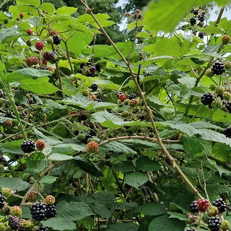 5 Person In Saeby-by Traum *