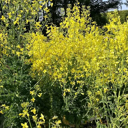 Дом отдыха 5 Person In Saeby-by Traum *